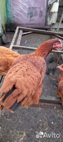 Куры молодки