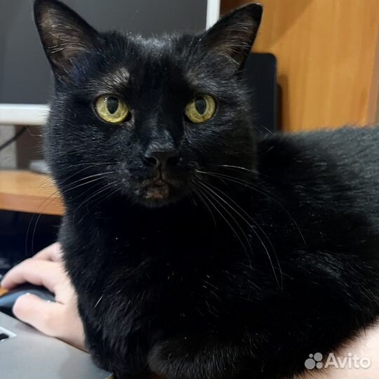 Кошка-компаньон