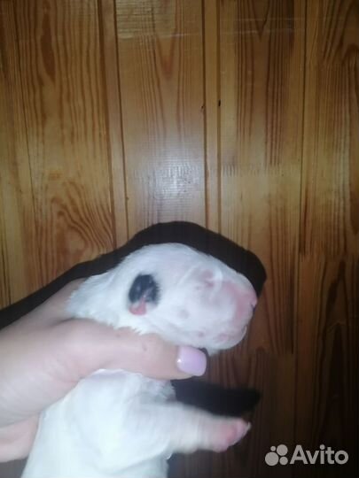 Стандартный бультерьер