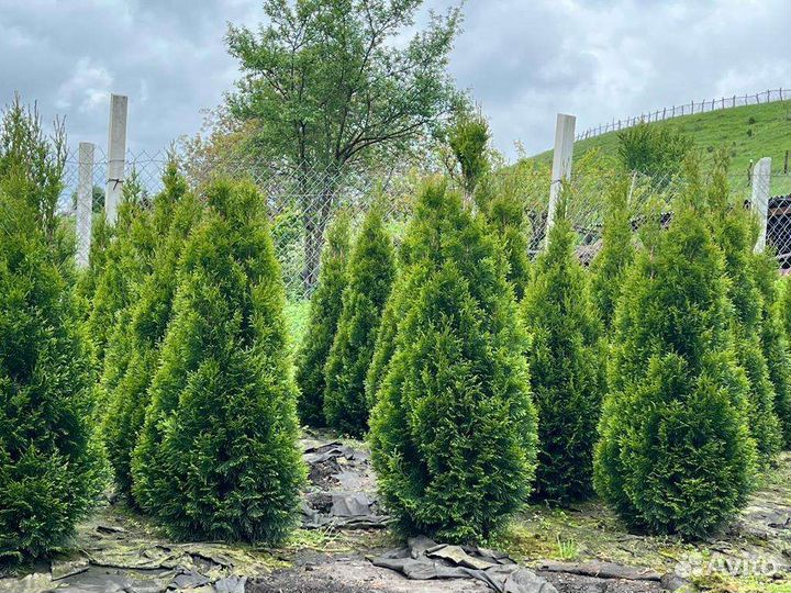 Туи Смарагд, Колумна, Ауреа, шаровидные