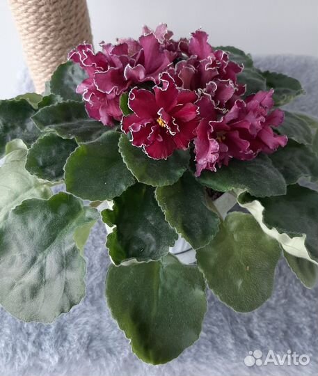 Фиалки цветущие