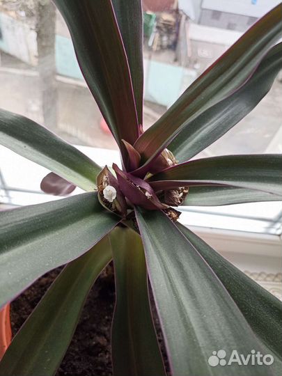 Комнатный цветок. Кордилина