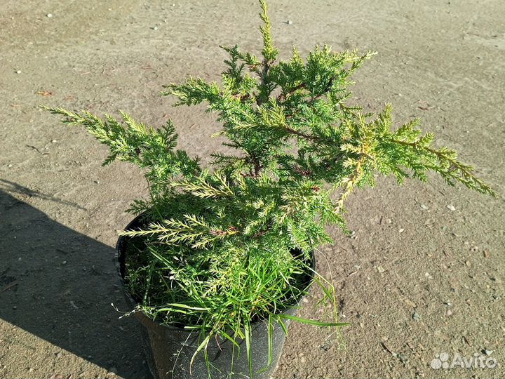 Можжевельник