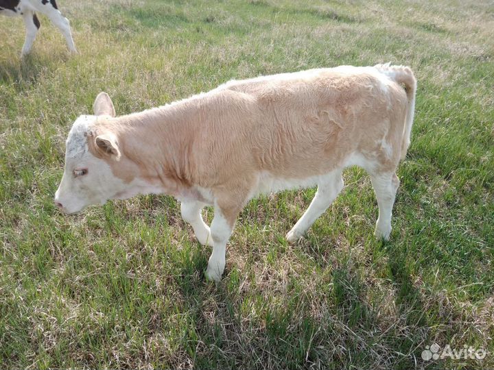 Корова с теленком