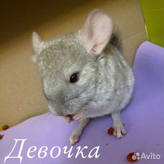 Шиншилла