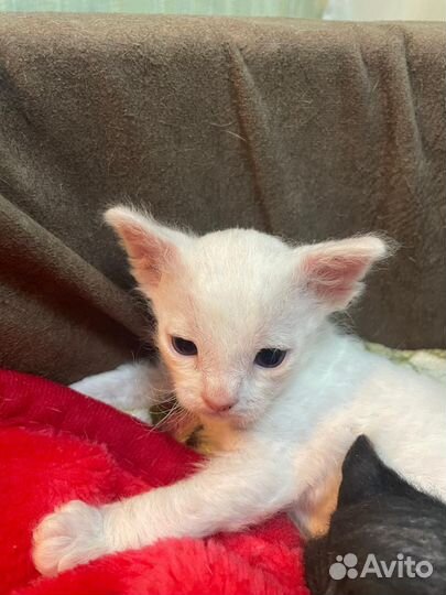 Британские котята