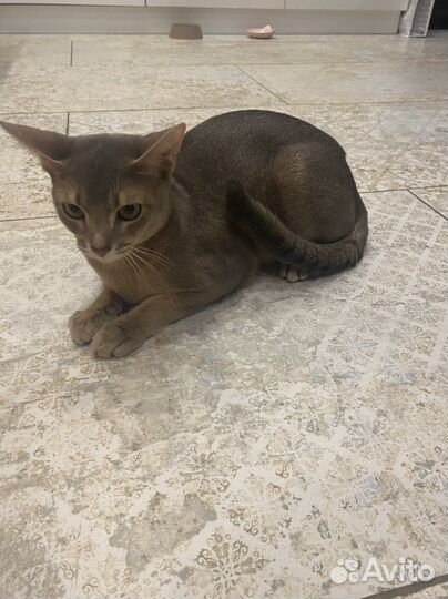 Абиссинская кошка