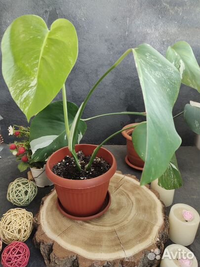 Монстера вариегатная альба