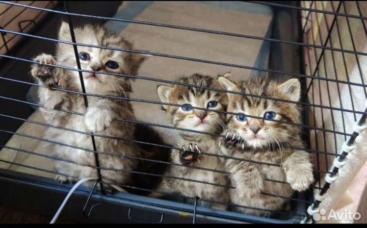 Котята отдам