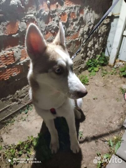 Щенок хаски