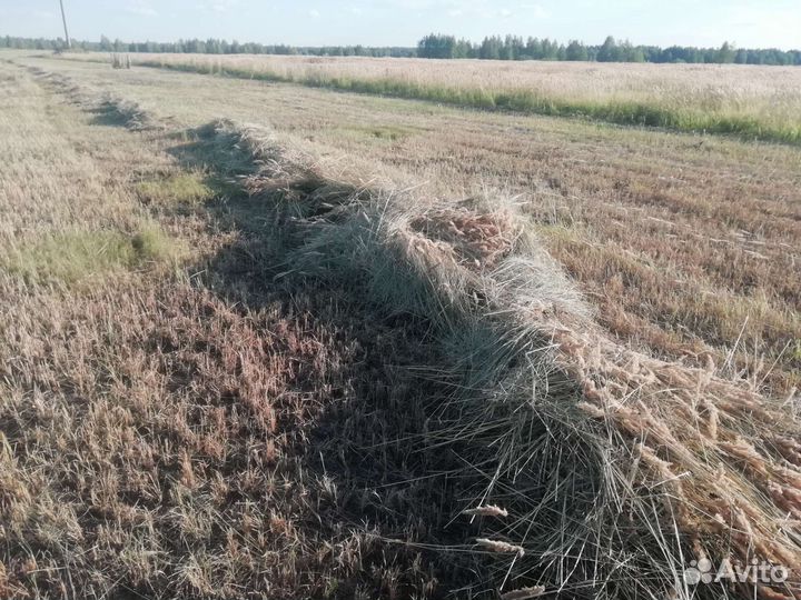 Сено в рулонах