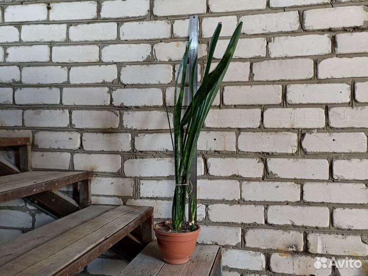 Щучий хвост. Тещин язык. Сансевиерия
