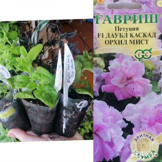 Петунья