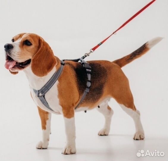 Шлейка для собак анатомическая (новая)