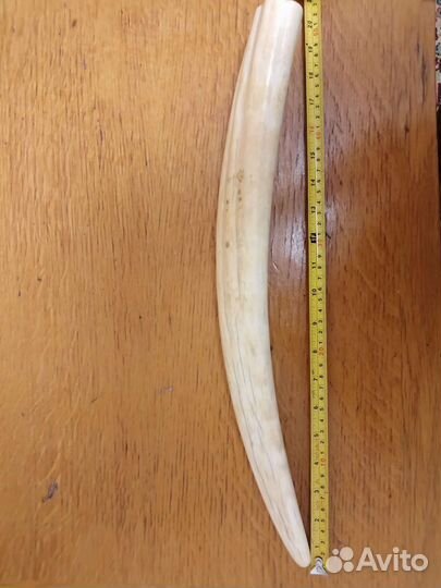 Имитация бивня моржа