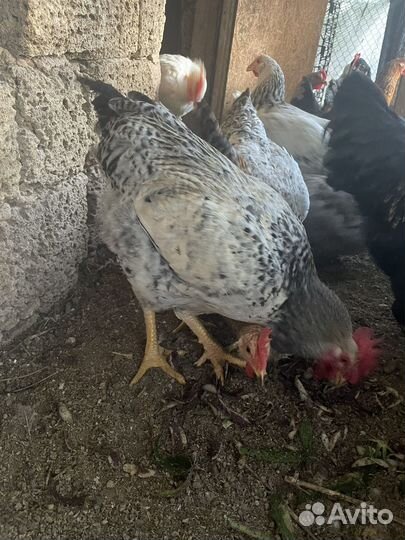 Молодые петушки