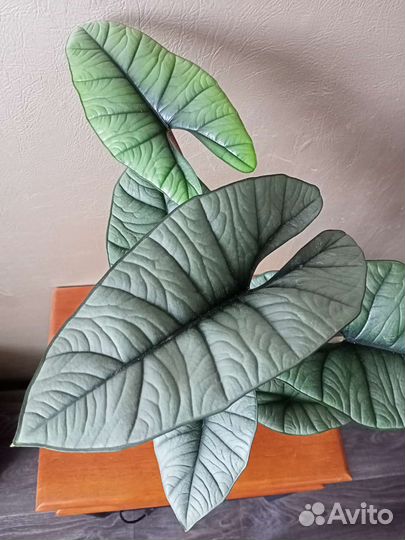 Алоказия платинум