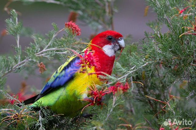 Птенцы пёстрой разеллы