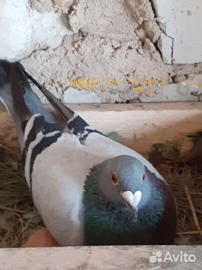 Голуби спортивные