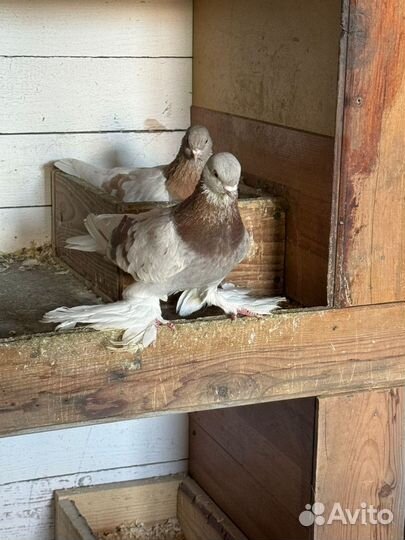 Голуби тасманы