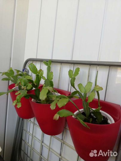 Декабрист шлюмбергера(рождественник)