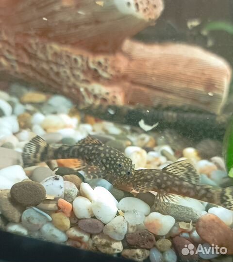 Сомики анциструсы