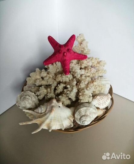 Коралл ракушки морская звезда