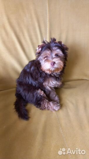 Шоколадный йорк