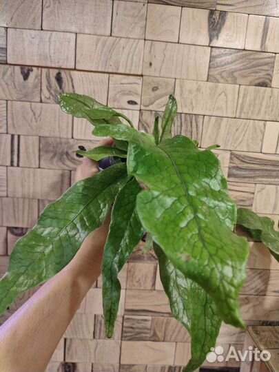 Папоротник микросорум