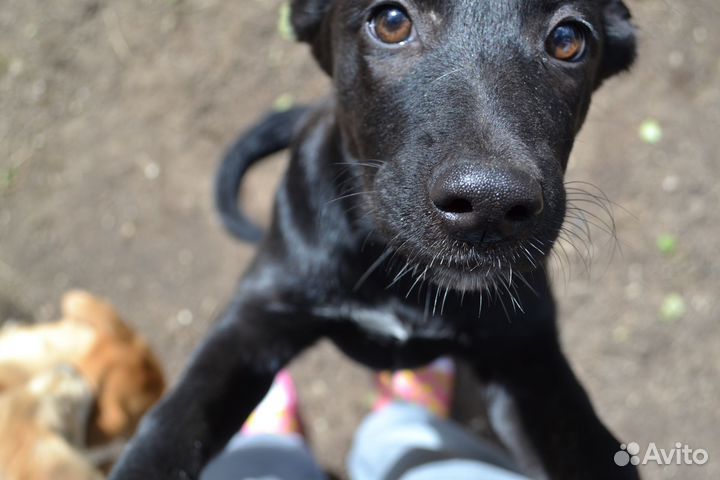 Трёхмесячные девочки