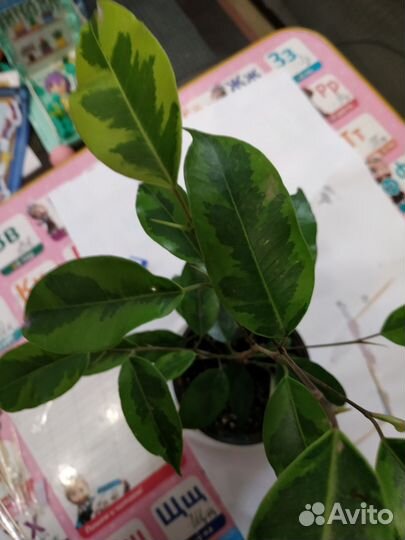 Фикус бенджамина пестролистный 2 видов