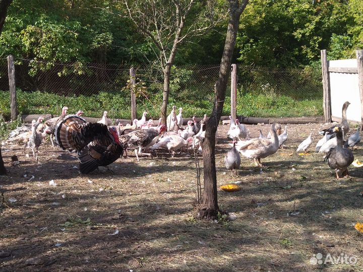 Индюки на племя