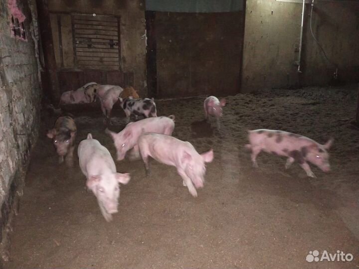 Поросята Доставка в РФ