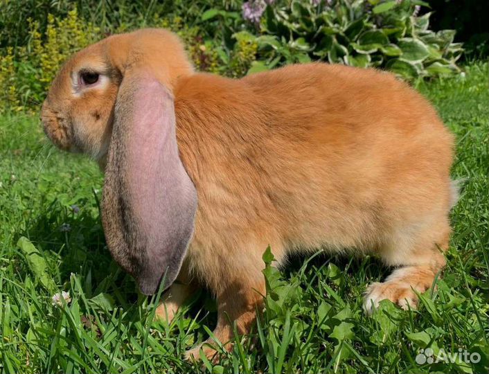 Кролик