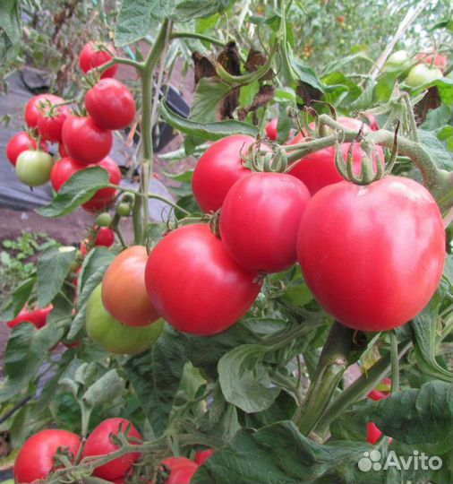 Рассада помидор