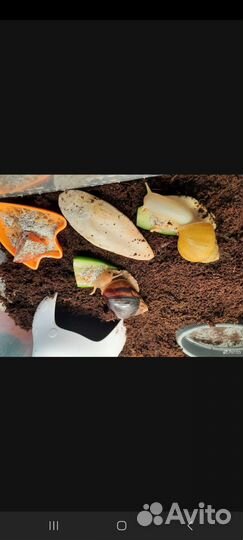 Улитки ахатины