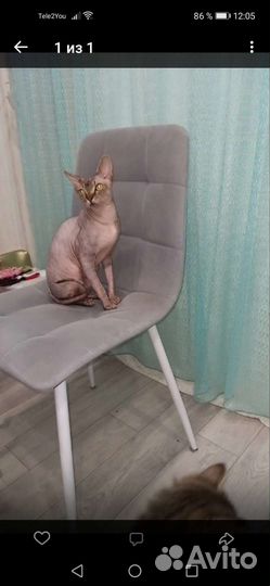 Канадский сфинкс котенок