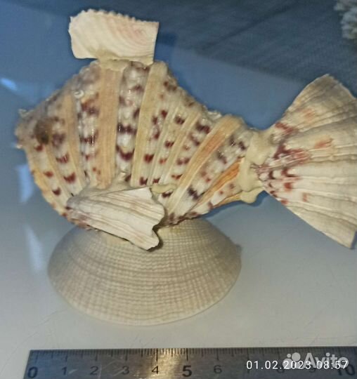 Рыбка из ракушек. Чёрное море