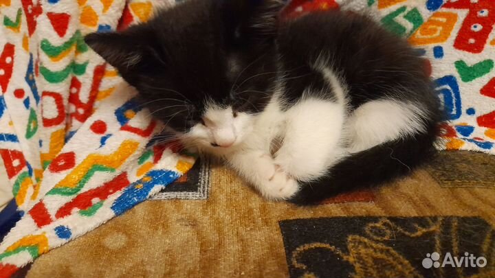 Черно-белые мягкошёрстые котята в добрые руки