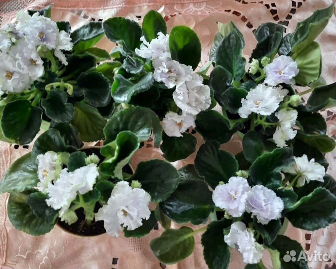 Комнатные цветы