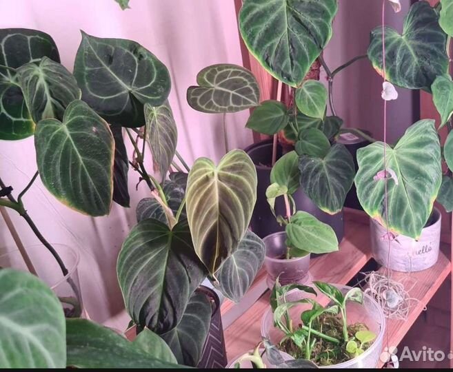 Филодендрон сингониум и другие растения