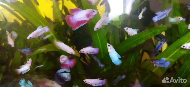 Рыбка петушок