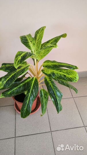 Аглаонема кинг сиам