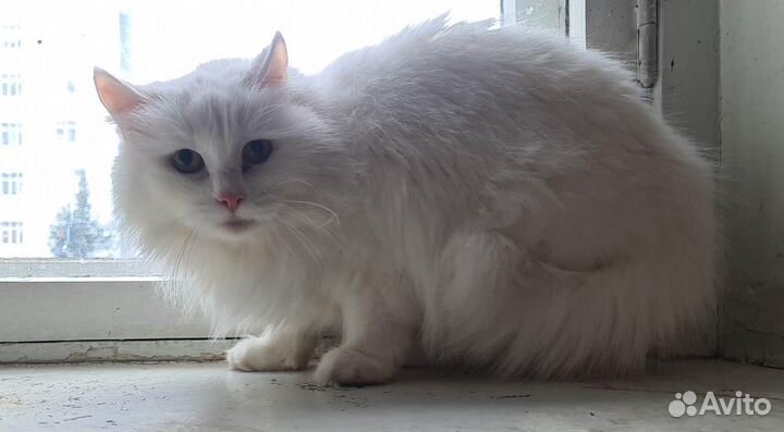 Кошки в добрые руки бесплатно