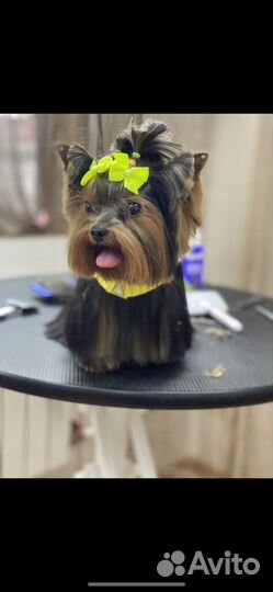 Стрижка собак и кошек