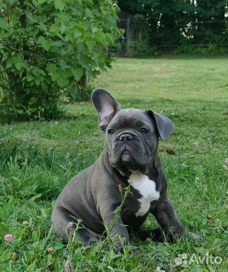 Щенки французского бульдога