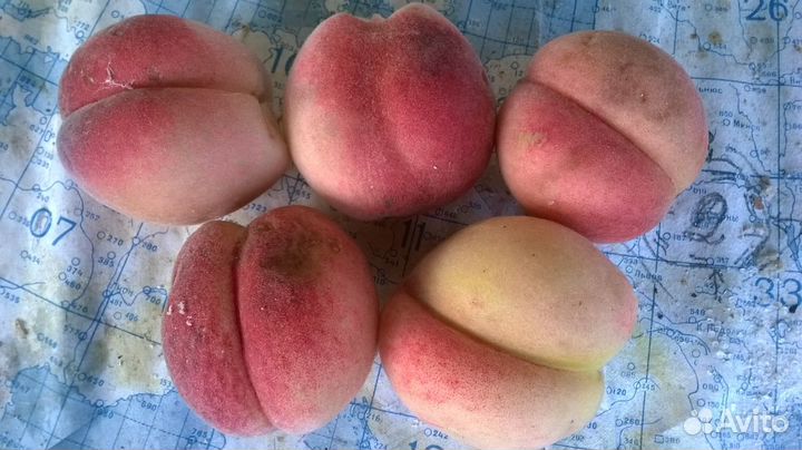 Саженцы персика