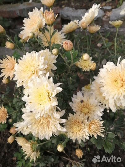 Хризантемы