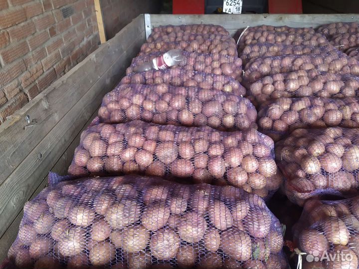 Картофель оптом