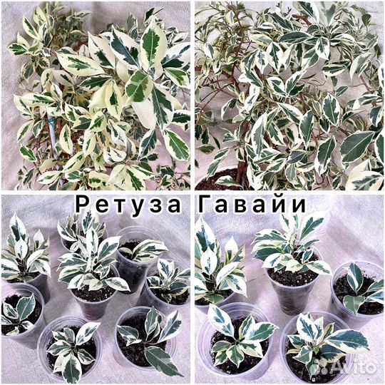 Редкие сорта фикусов